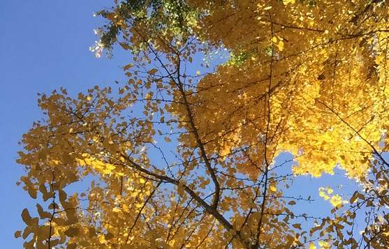 盯视_盯视的读音_盯视的意思